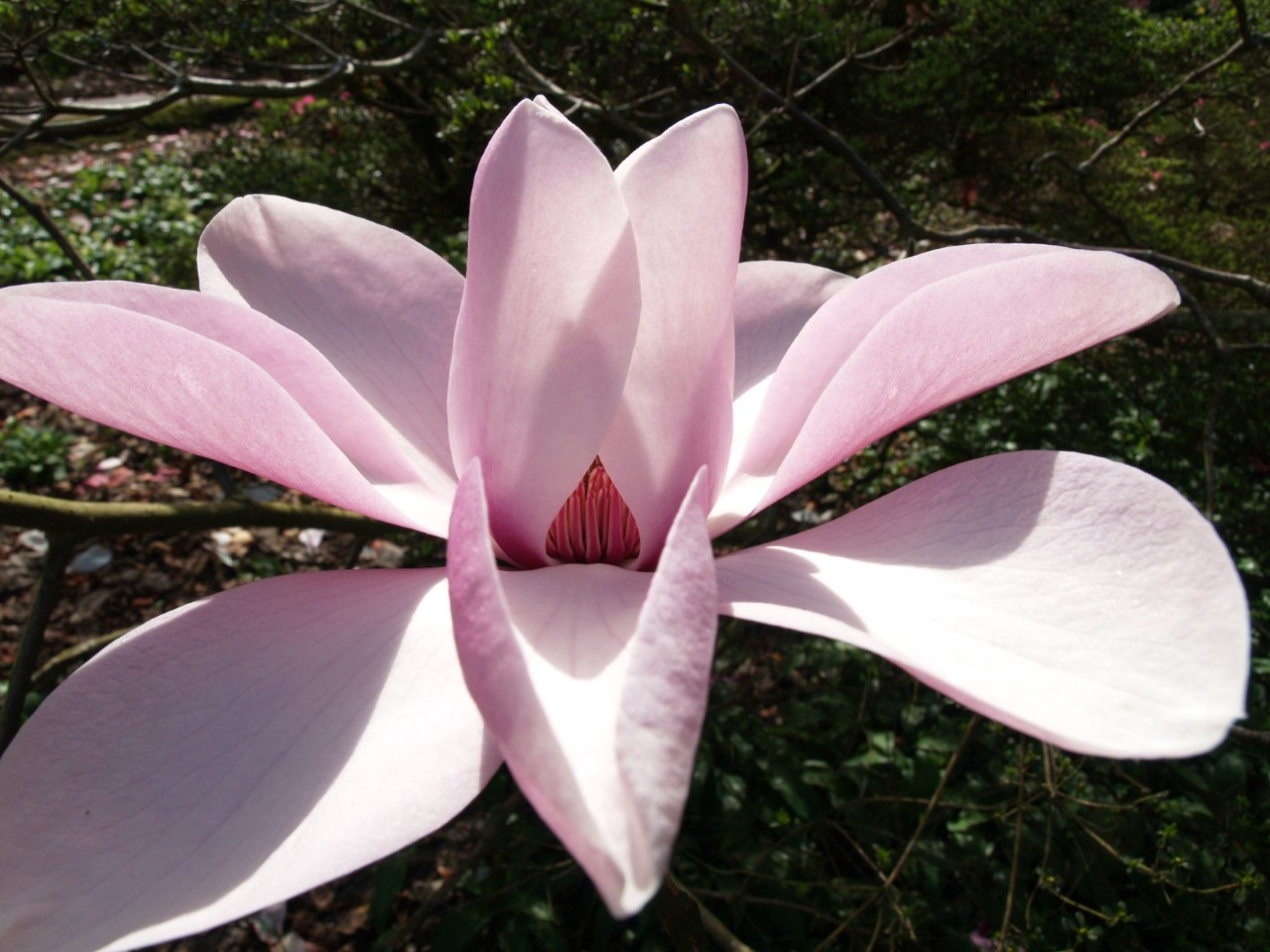 Magnolia campbellii Alba seedling